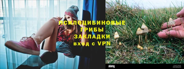 сатива Горняк